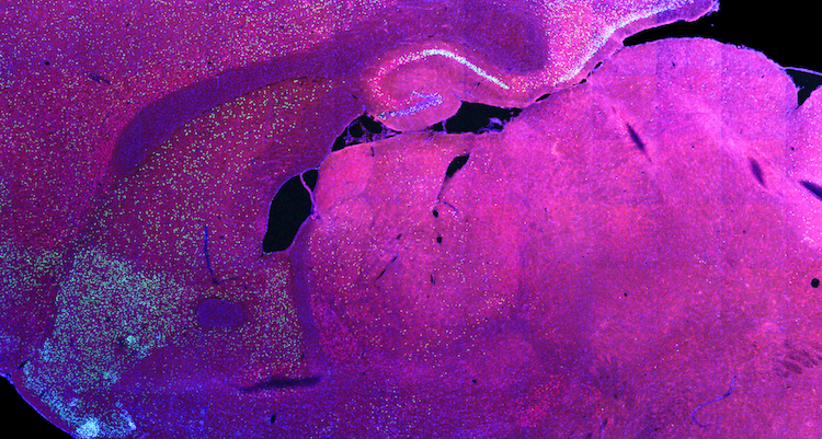 Homepage small image.png
