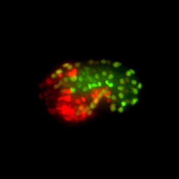 An embryo from a nematode worm is shown with endoderm colored green, mesoderm colored yellow, and ectoderm colored red