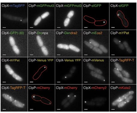 A grid of 20 grayscale fluorescence microscope images showing rod-shaped cells labeled with different fluorescent protein fusions, including several with red outline annotations highlighting cell boundaries or specific structures. The fluorescent protein fusions are labeled on each image. 