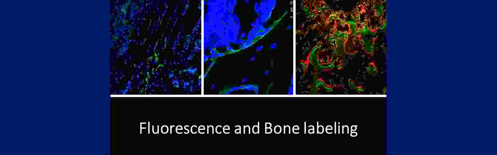 bonecore-slide3.png