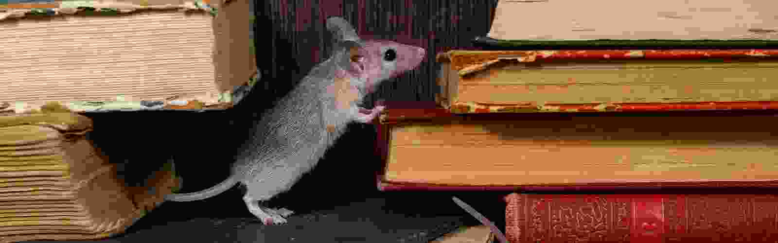 mouse-behavioral-slide.png