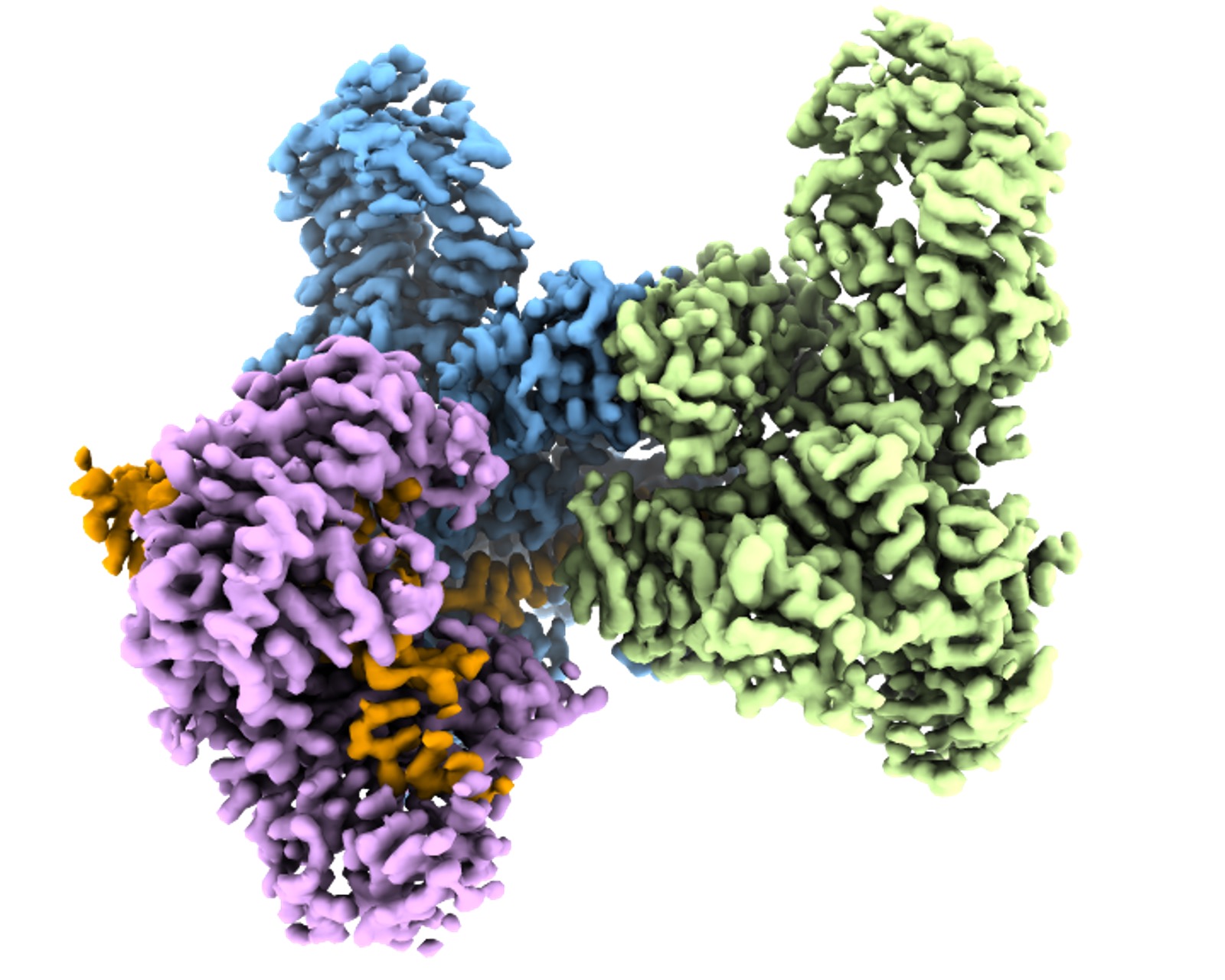 DdmDE, Cell, 2024