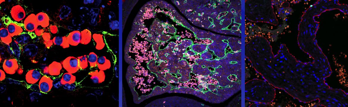 Trivedi Lab Home Slider 1